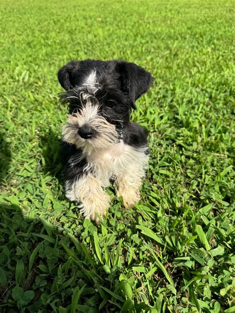Southern Paw Schnauzers - Miniature Schnauzer Puppies For Sale In The Rock, GA - Born on 04/09/2025