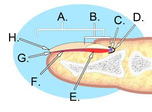 Nail avulsion - WikEM