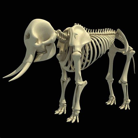 African Elephant Skeleton - 3D Model by 3D Horse