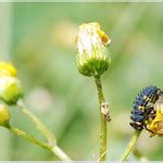 Seven Spot Ladybird Larvae Coccinella Sep Flickr