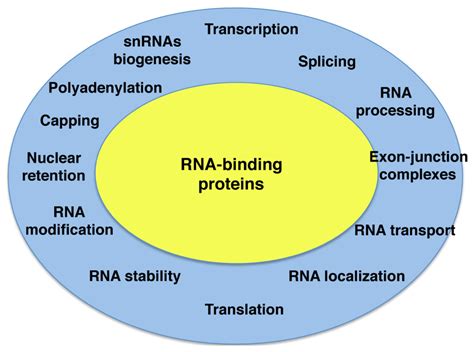 Ijms Free Full Text Rna Binding Proteins Impacting On Internal