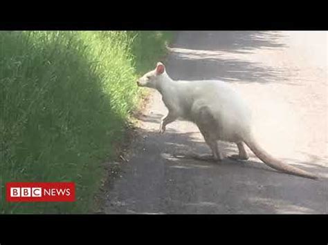 Wallaby out back Australian Culture - YouTube