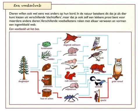 Keten Web Of Piramide Ecologie