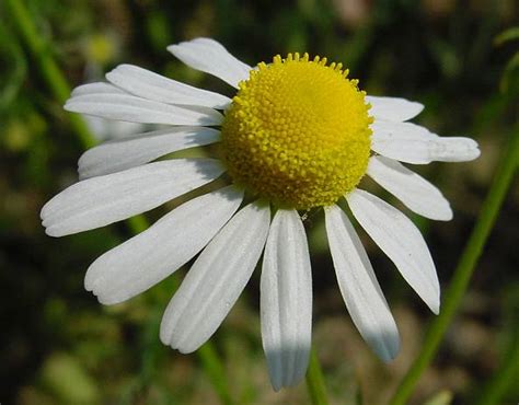 Blumensprache: Kamille