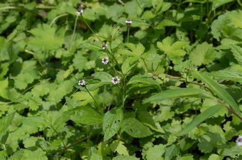 Flower of the Day: Fogfruit | Elizabeth's Wildflower Blog