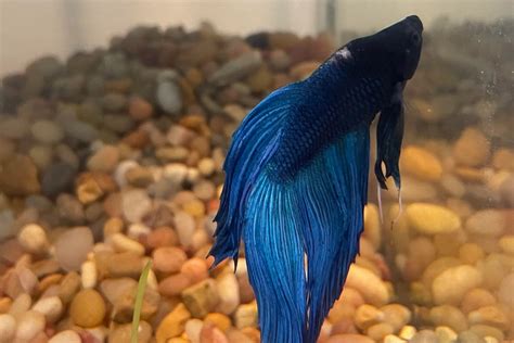 Ich On Betta Fish How To Treat And Prevent This Common Issue