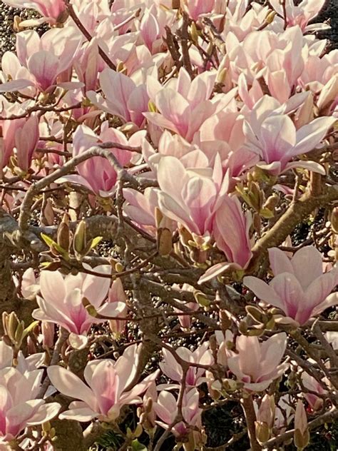 Synthetic Hair Wigs in Seattle, WA | William Collier Design