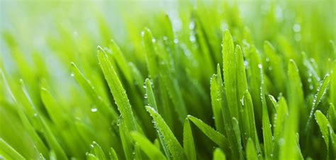 Barley Grass
