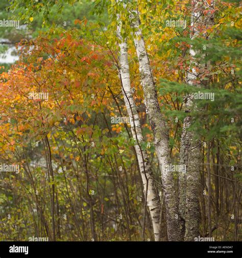 Lake Autumn Colors Stock Photo - Alamy