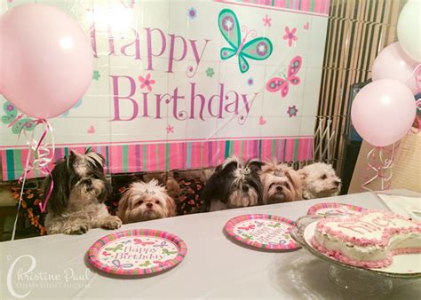 Shih Tzu Birthday Party on a Budget - Oh My Shih Tzu