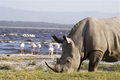 Interesting Facts About Lake Nakuru National Park Kenya Safaris