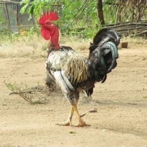 Naked Neck Breed Chicken At Best Price In Bengaluru Sri Krishna