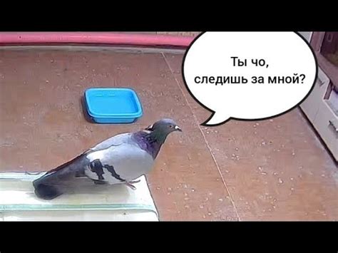 Установил камеру видеонаблюдения и смотрю за животными днём и ночью ...