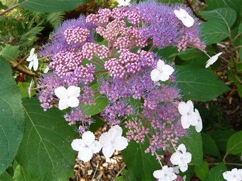 Hydrangea aspera Villosa Group