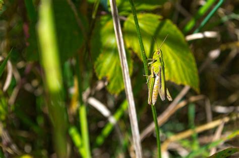 Grill Green Insect - Free photo on Pixabay - Pixabay