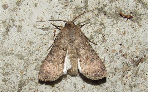 Les Insectes Du Haut Jura La Noctuelle Des Moissons