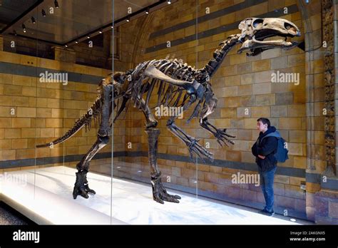 Iguanodon skeleton hi-res stock photography and images - Alamy