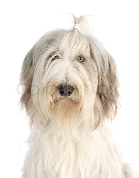 Bearded Collie In Front Of White Stock Image Colourbox