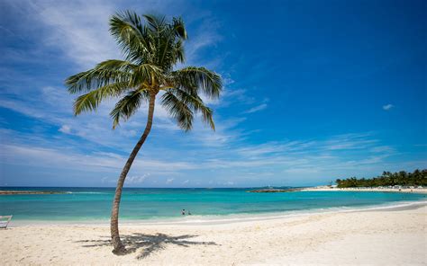 Tropical Island Beach Coconut Tree Free Wallpaper Hd