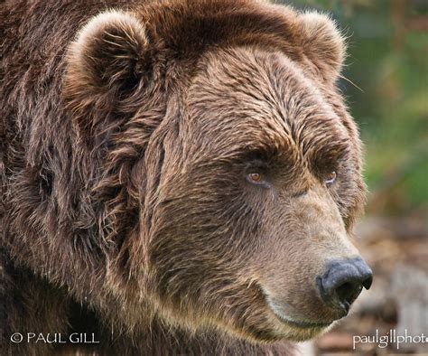 Yellowstone Grizzly Bear Paul Gill Flickr