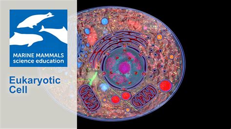 3D Model of a eukaryotic cell – Marine Mammals