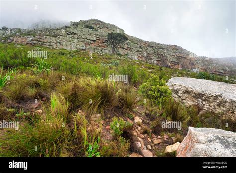 Table mountain in South Africa Stock Photo - Alamy