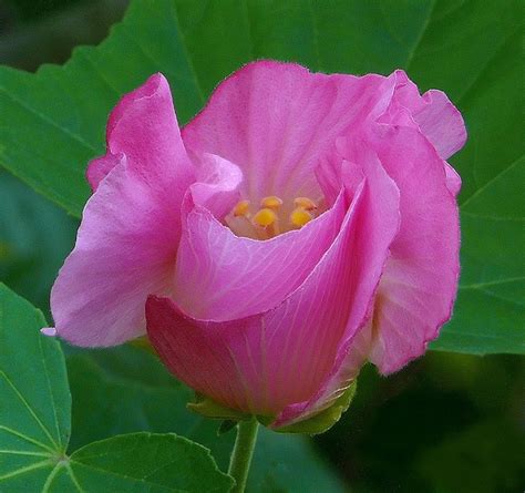 Hibiscus mutabilis (Confederate Rose, Cotton Rose) | North Carolina ...