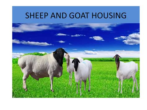 Unit Sheep And Goat Housing Ppt