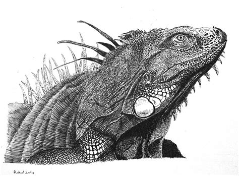 Iguana Drawing At Explore Collection Of Iguana Drawing