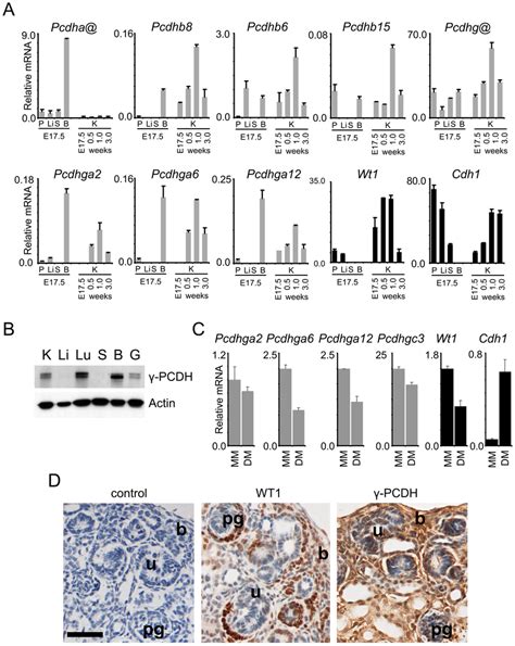 Developmental Expression Patterns Of Pcdhs A Pcdh Transcript Levels