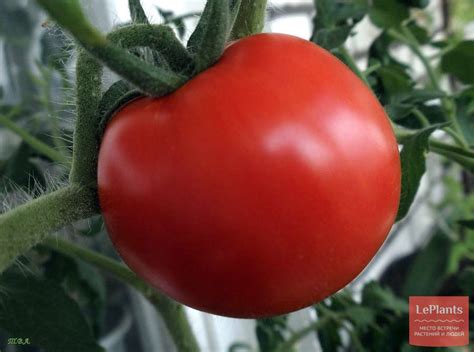 Томат 'Вера' — описание сорта, характеристики | на LePlants.ru