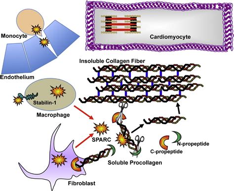 The Role Of Secreted Protein Acidic And Rich In Cysteine Sparc In