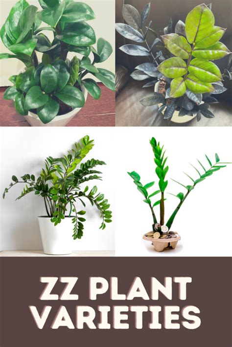 ZZ Plant Varieties: 15 Common, Rare and Variegated Types