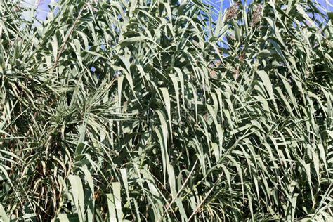 Giganteus Gigante De Miscanthus X Do Miscanthus Imagem De Stock