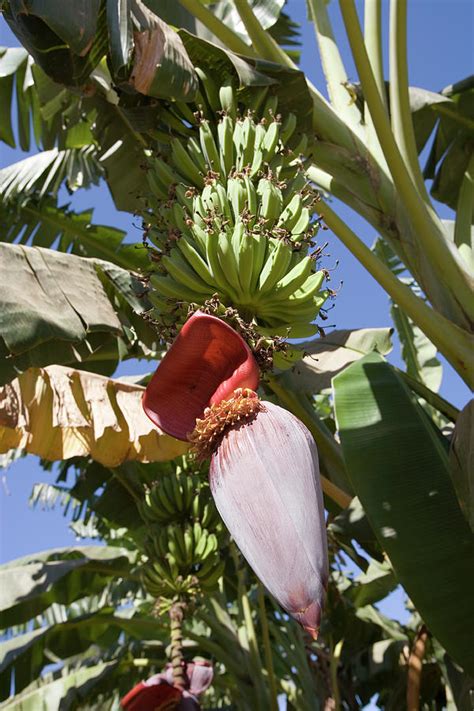 Banana Flower Photograph By Adam Hart Davisscience Photo Library