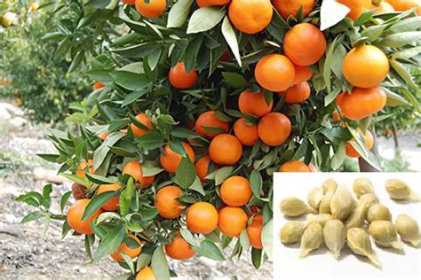 RARE Dwarf Mandarin Orange Tree-very Sweet-great for Growing - Etsy