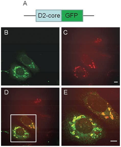 Domain 2 Of HCV Core Protein Induces Lipid Accumulation In Huh7 Cells