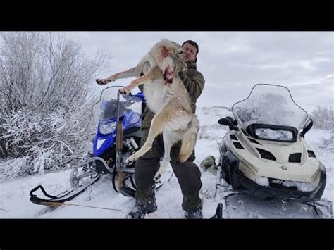ДОБЫТЬ МАТЕРУЮ ВОЛЧИЦУ. охота на волков hunting wolves - YouTube