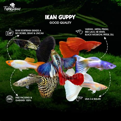 Panduan Lengkap Membeli Ikan Guppy Jenis Dan Harga