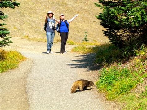 Raven And Chickadee Exploring Olympic National Park