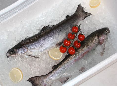 Форель радужная 2-3 кг - купить, цена - fish-city