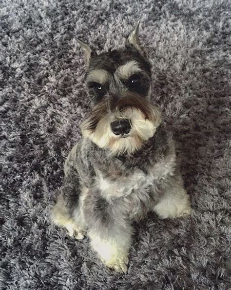 Salt and pepper mini schnauzer | Mini schnauzer, Schnauzer, Small dog ...