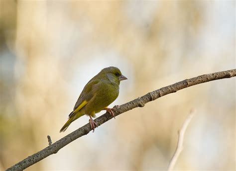 Verdier 18 février 2023 Domaine des Oiseaux Mazères 09 Flickr