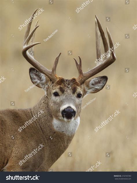 Trophy Whitetail Buck With Very Heavy 10 Point Antlers Close Up Highly ...