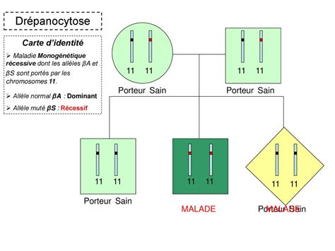 Dr Panocytose Carte Didentit Porteur Sain Porteur Sain Ppt T L Charger