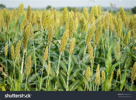 Jowar Grain Sorghum Crop Farm Salunkwadi Stock Photo Edit Now