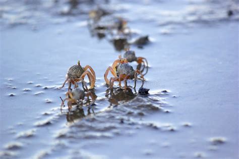 Small Ghost Crab On The Beach Sand Stock Image Image Of Animal Ocean