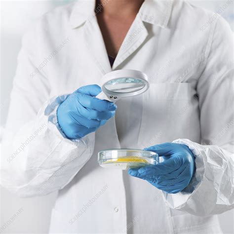 Food Safety Inspector Testing Fruit Stock Image F024 4792 Science