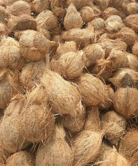 A Grade Solid Semi Husked Coconut Coconut Size Large At Rs 36 Kg In