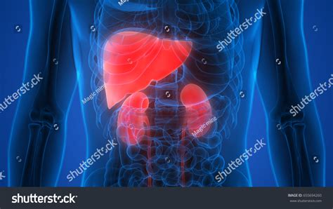 25,884 Liver kidney Images, Stock Photos & Vectors | Shutterstock